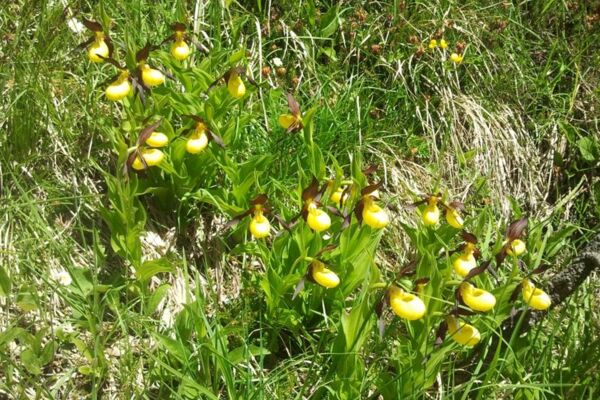 Goldau-Wildspitz-Sattel
