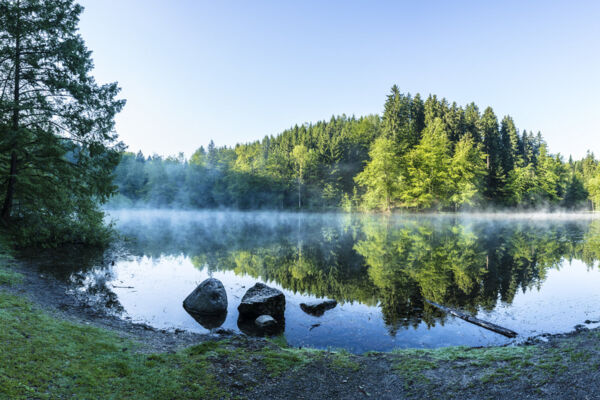 Steinhauserwald