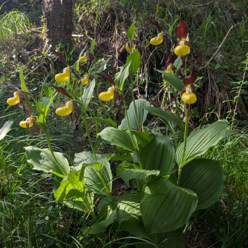 PXL_20260525_152227099