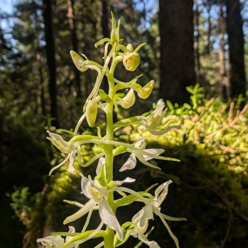 PXL_20260529_074949424