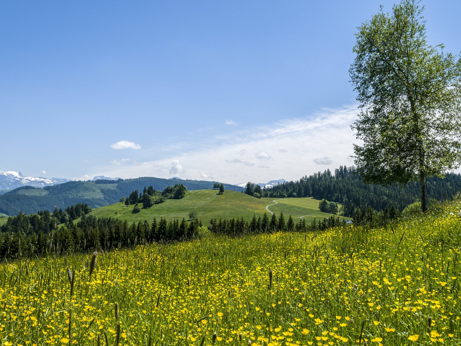 Auf den Höhen über dem Ägerisee.