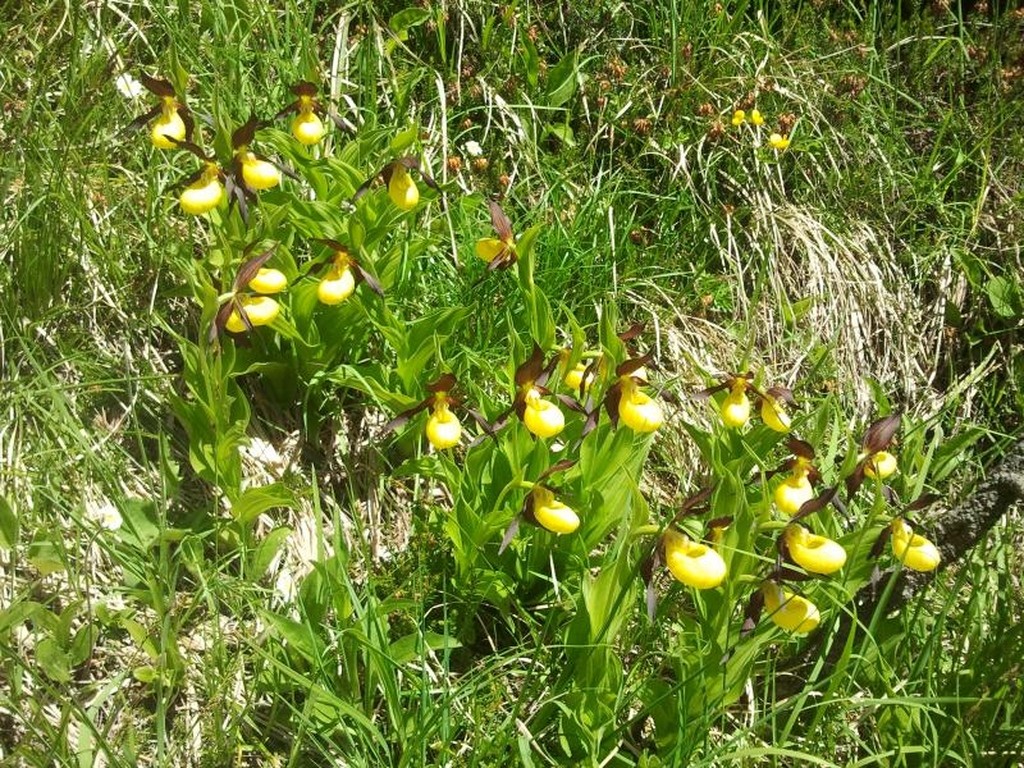 Frauenschüeli im Bergsturzgebiet