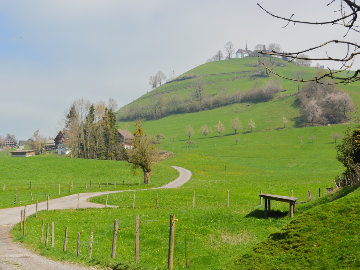 Gleich ausserhalb der Stadt blühen die Kirschbäume um die Wette.