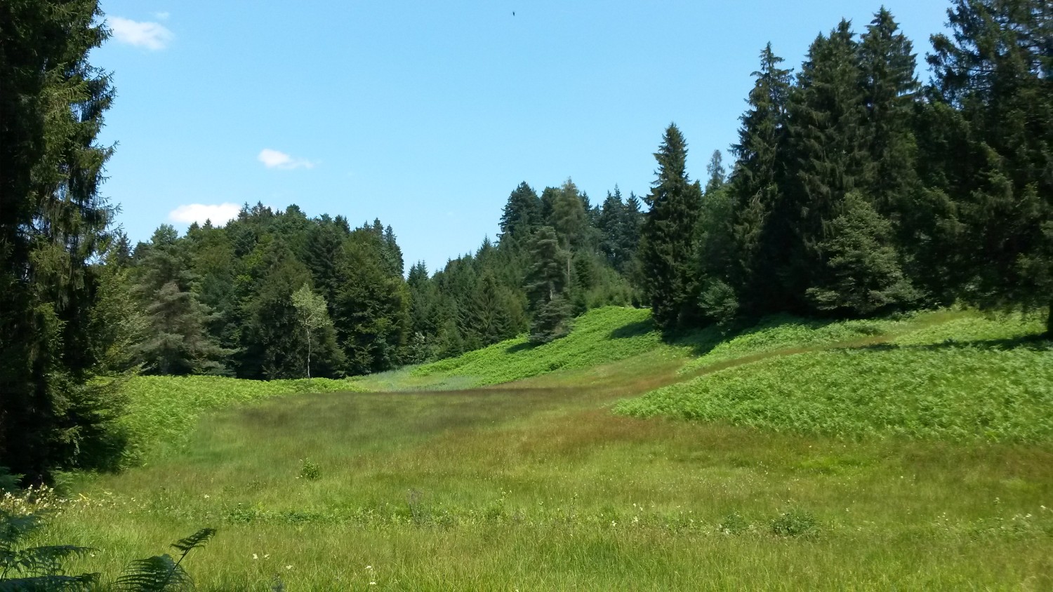Moorlandschaft