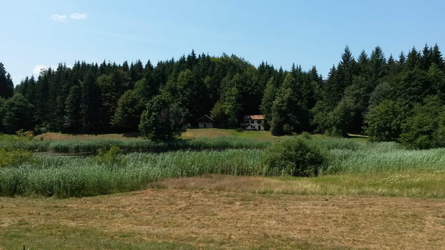 Waldweiher im Wagemoos