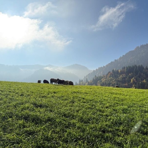 6a4ad15c-5a30-4eeb-ab2f-cda9f19fa0bb